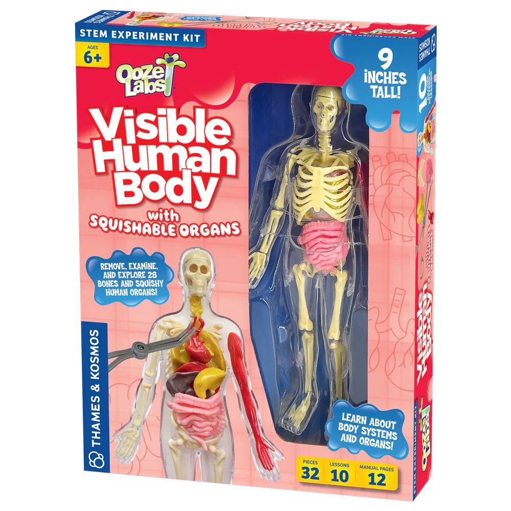 Ooze Labs: Visible Human Body with Squishable Organs - STEM Experiment Kit