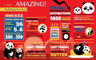 I AM Panda Puzzle - 300 piece