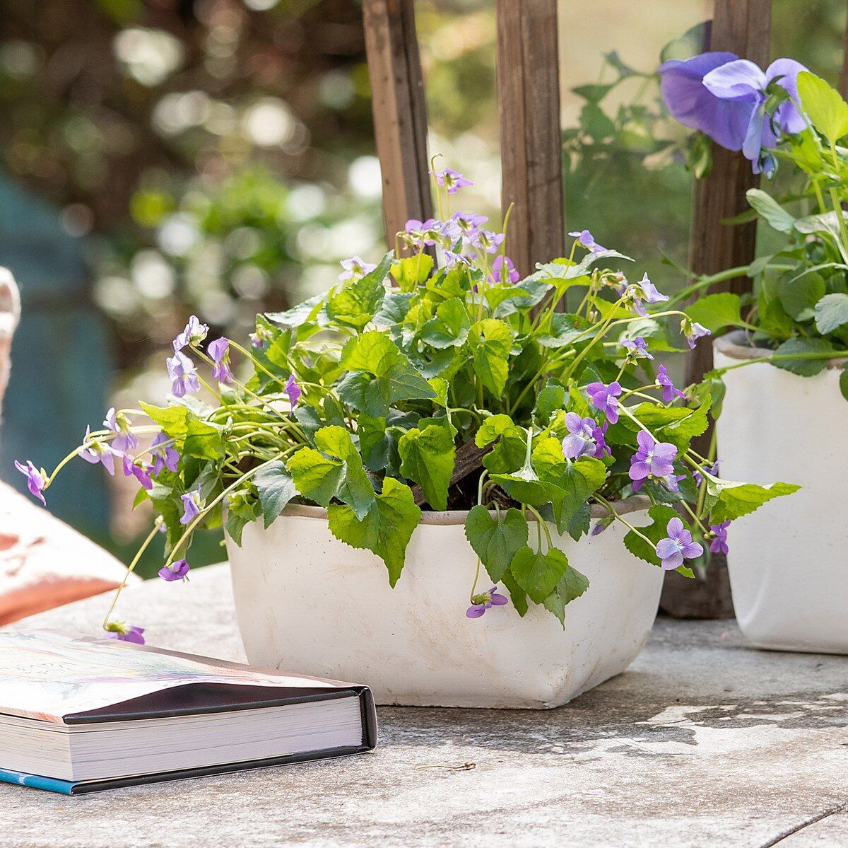 Orchard White Cement Planter, Low Planter Large