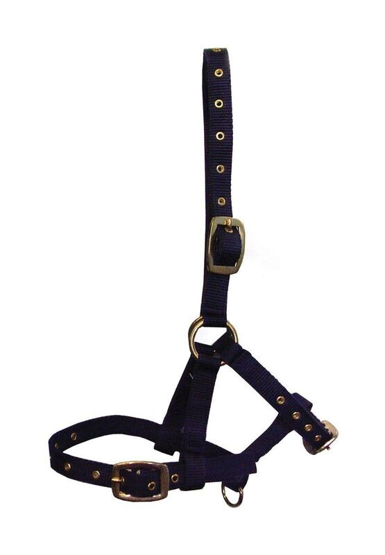 Foal halter