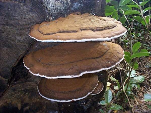 White reishi extract