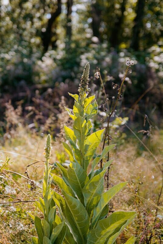 Dense-flowered mullein