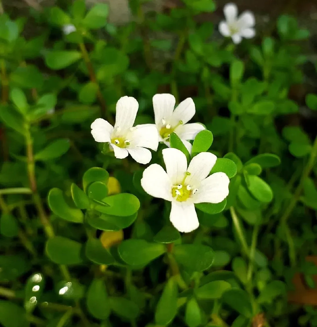 Bacopa Monnieri (Brahmi) tincture