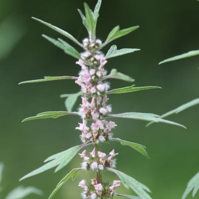Leonurus Cardiaca (motherworth) tincture