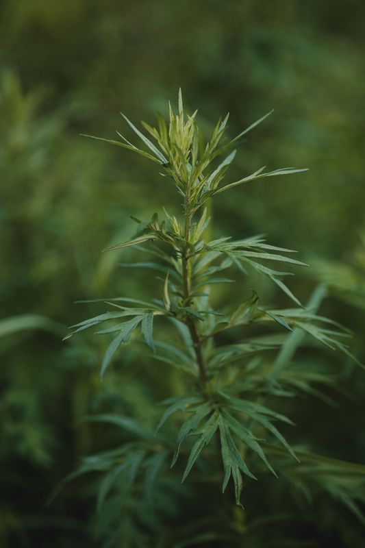 Artemisia tincture
