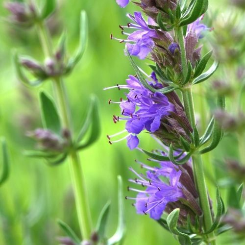 Hyssop (Hyssopus Officinalis) Tincture