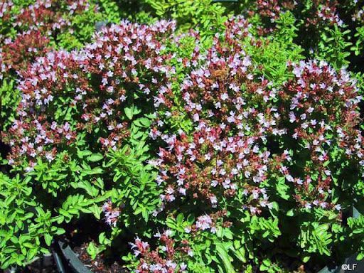 Marjoram (Origanum Majorana) Tincture