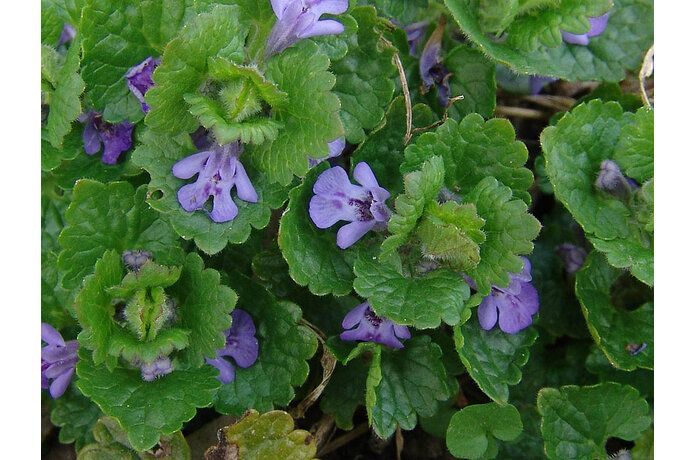 Ground Ivy (Glechoma Hederacea) Tincture