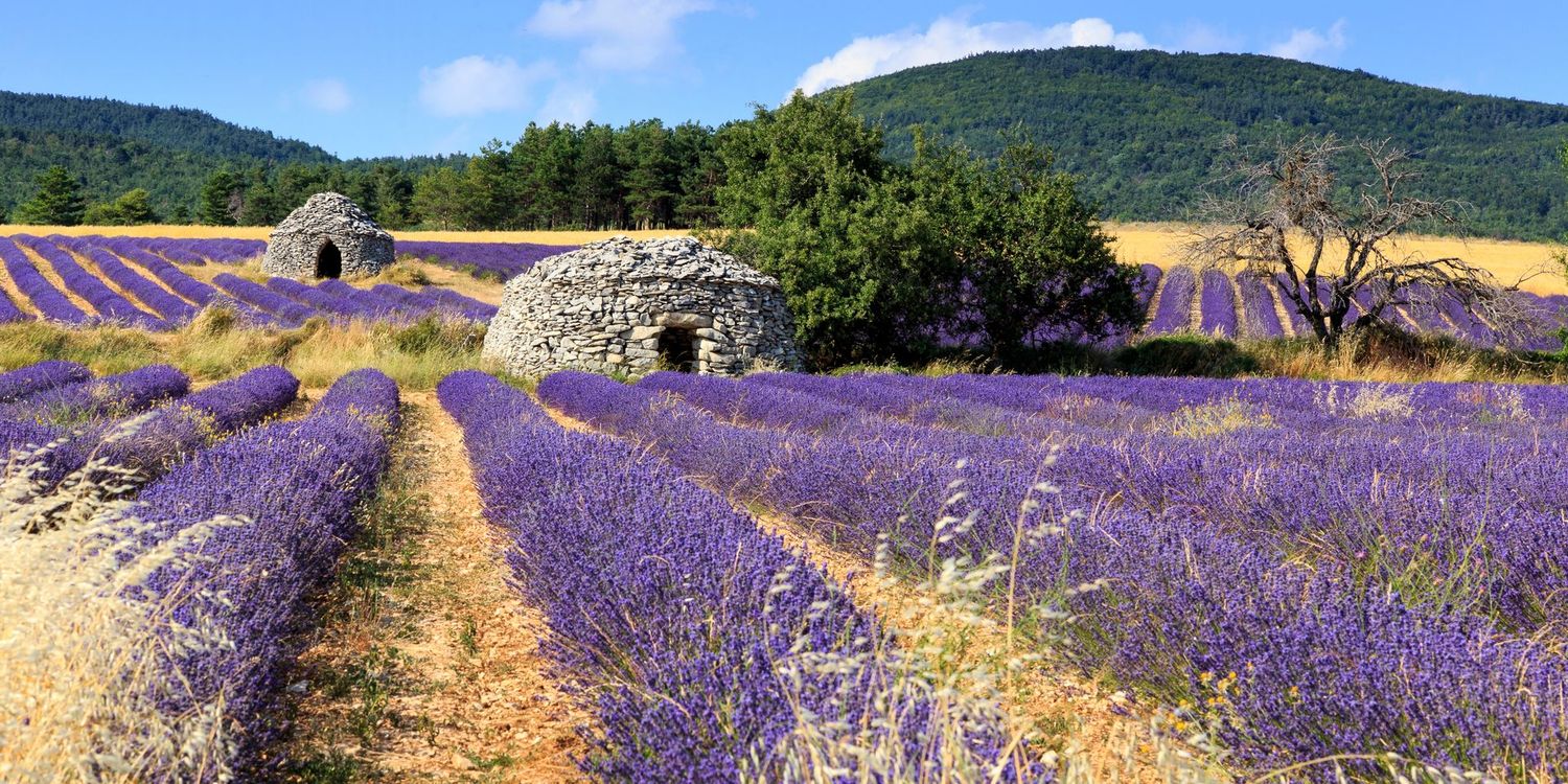 Champs dans le Luberon