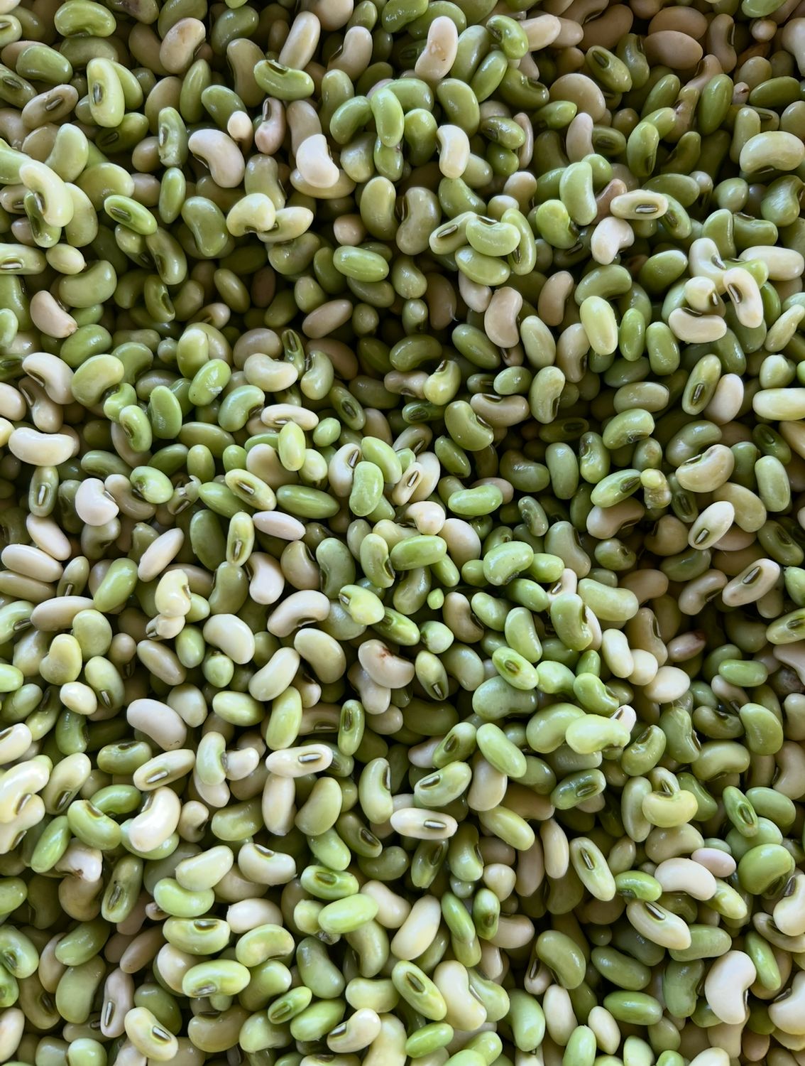 Fresh, local, shelled peas!