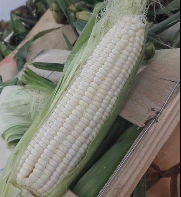 Silver Queen Corn Silver Queen Corn