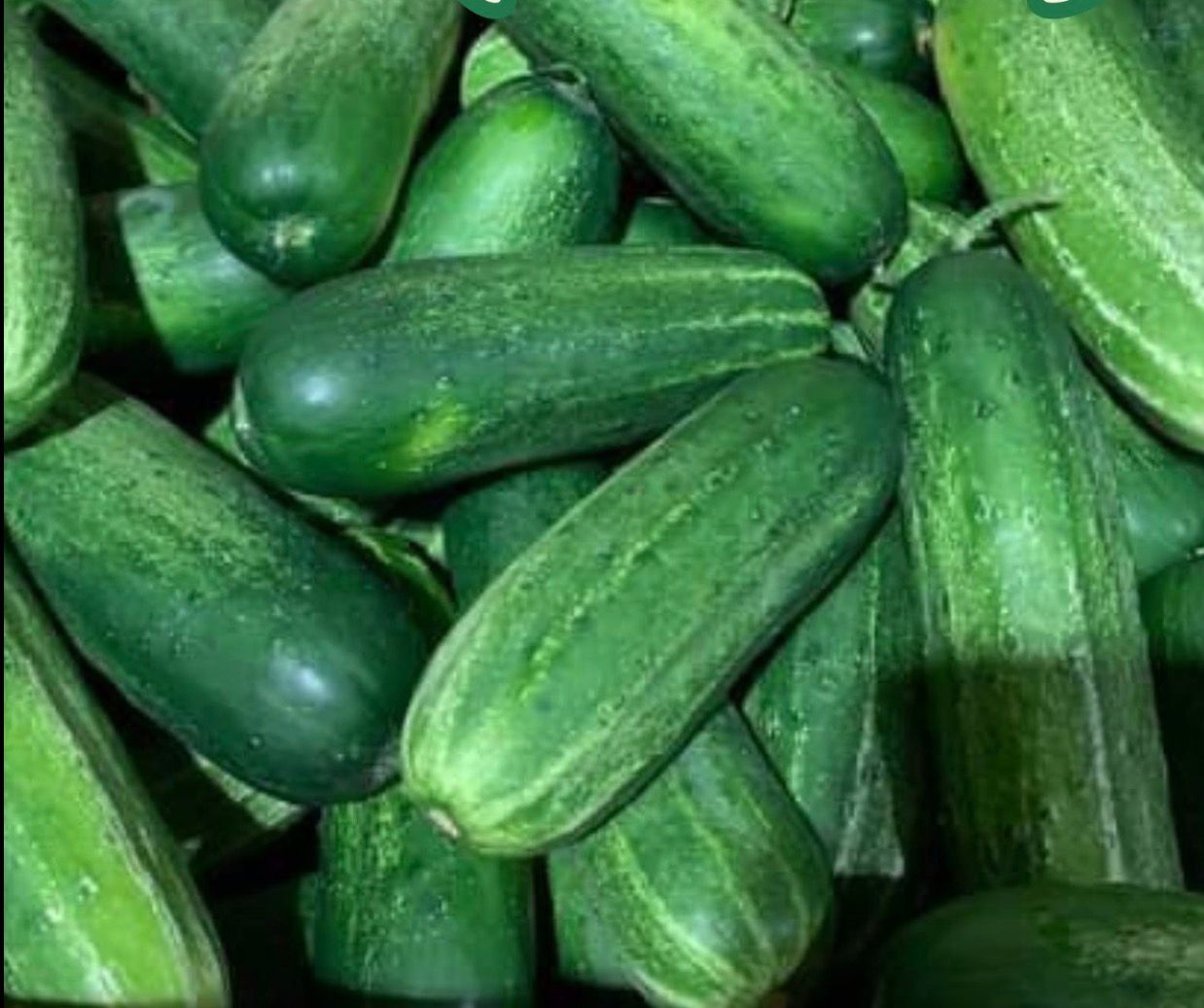 Florida Pickling Cucumbers, 40 lbs Florida Pickling Cucumbers, 40 lbs