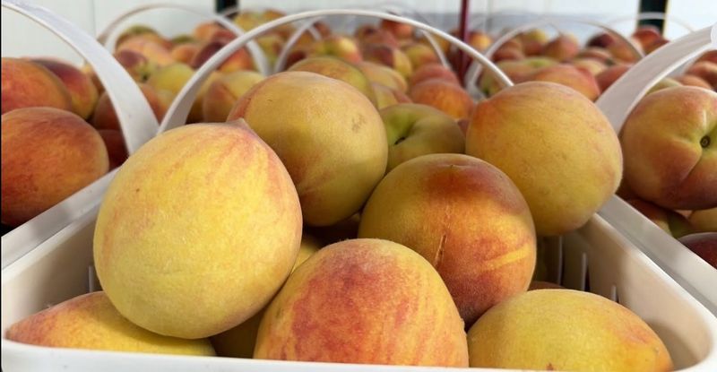 Georgia Peaches, 25 lbs