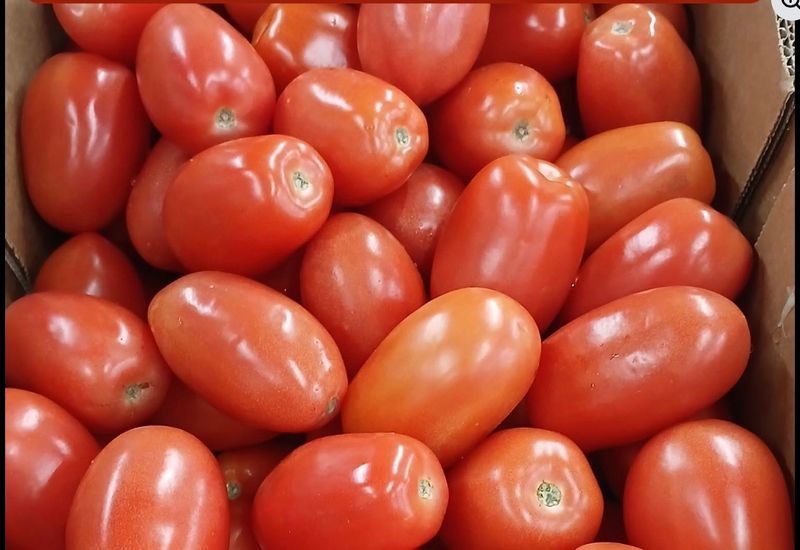 Ripe Roma Tomatoes, 25 lbs