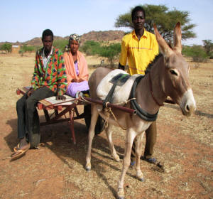 Donkey Cart Ambulance