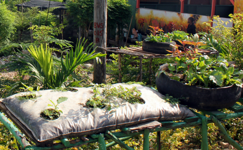 Urban Gardening Kit for One Family