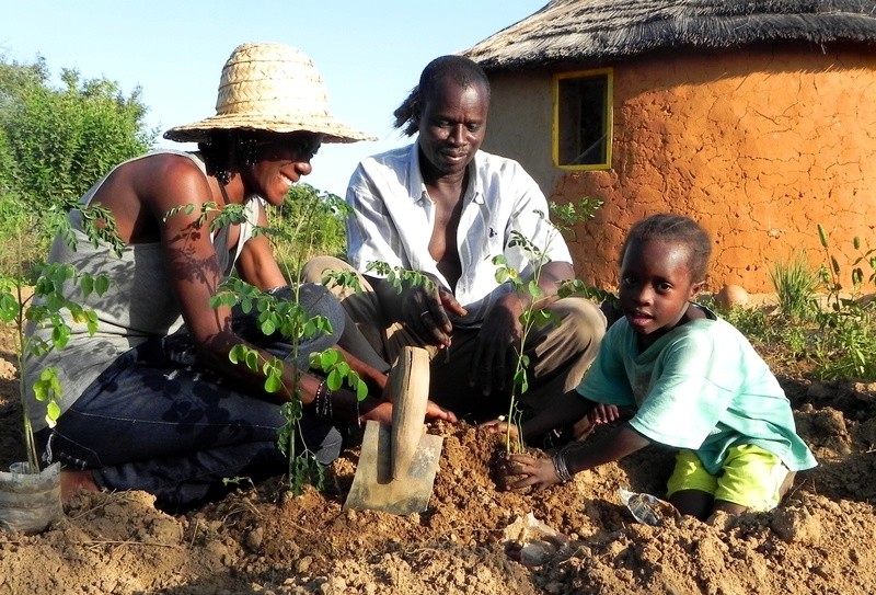 Greening the Land with Moringa Trees
