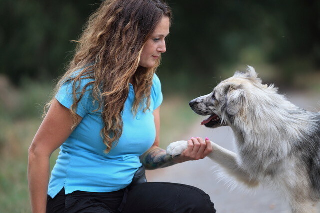 Webinar Webinar "Führungskompetenz beim Hund"