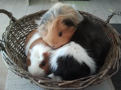 Webinar Webinar "Kleinsäuger, Kaninchen & Co."