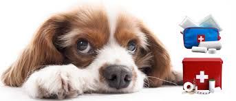 Webinar "Erste Hilfe am Hund"