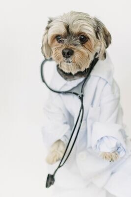 Health Care