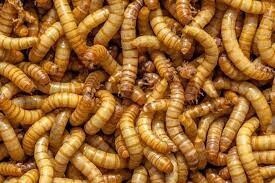 250 Mealworms