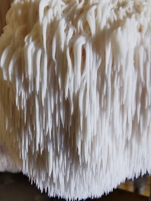Fresh Lion's Mane Mushroom