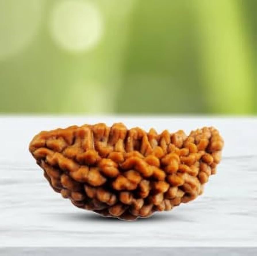 1 Face Rudraksha