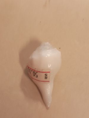 Sangu small