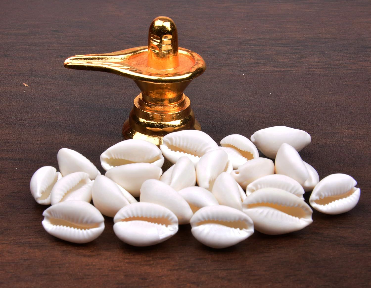 Natural Kawdi / Kaudi / Kowdi / Cowrie / Koudi Shells - 11 set