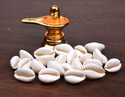 Natural Kawdi / Kaudi / Kowdi / Cowrie / Koudi Shells - 11 set