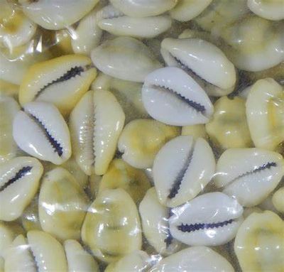 Natural Kawdi / Kaudi / Kowdi / Cowrie / Koudi Shells - 11 set