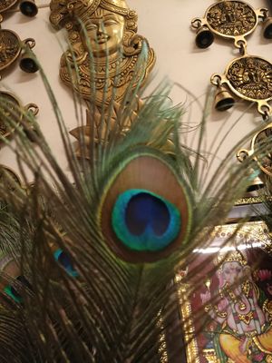 Peacock feather single