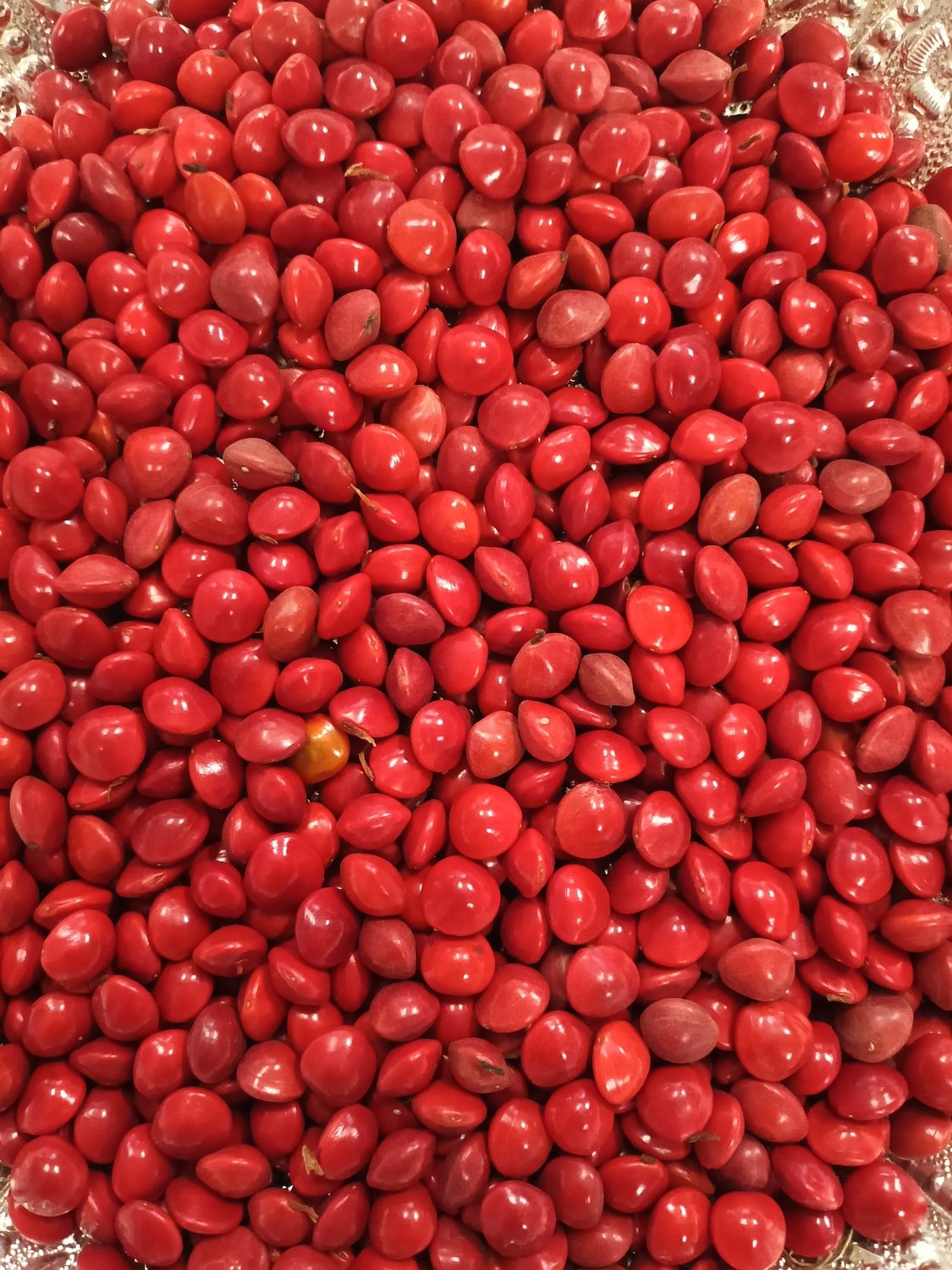 Red gunjan seeds (100)grms