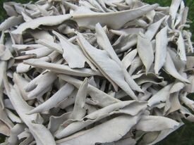 Weißer Salbei lose 50 g. Salbei zum Räuchern Weißer Salbei lose 50 g. Salbei zum Räuchern