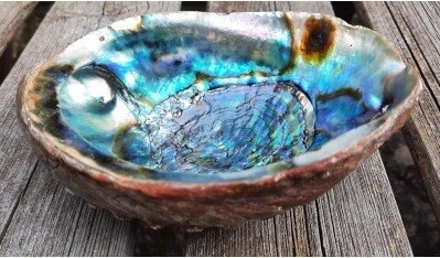 Abalone Muschel 15 bis 17 cm