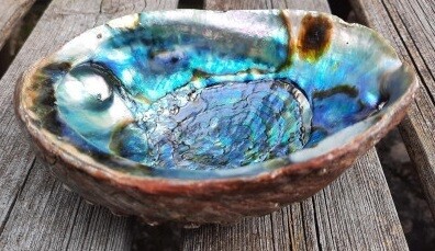 Abalone Muschel XXL 17 cm