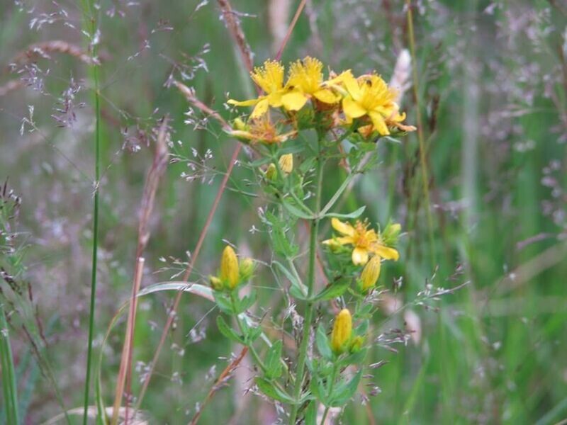 Grundlagen der Bach-Blüten Therapie PDF Grundlagen der Bach-Blüten Therapie PDF