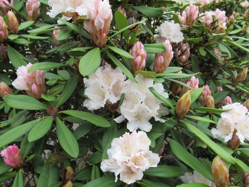 Kundalini Reiki 3 (Kundalini Reiki Meister/Lehrer) Kundalini Reiki 3 (Kundalini Reiki Meister/Lehrer)