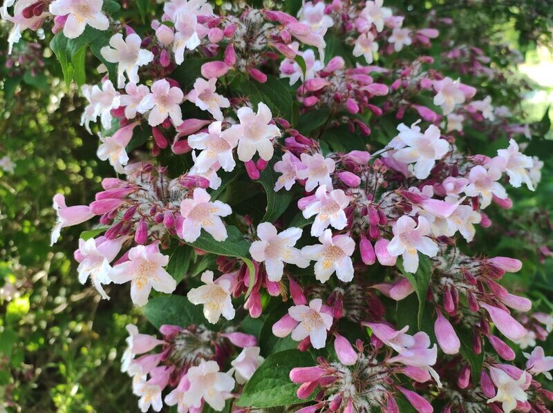 Kundalini Reiki 1. Grad Kundalini Reiki 1. Grad