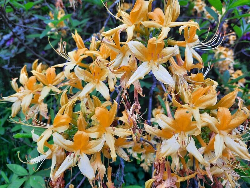 Kundalini Reiki 2. Grad Kundalini Reiki 2. Grad