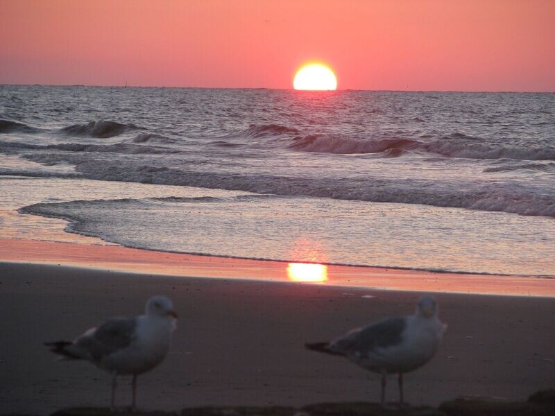 Aetherische Hellkoralle Aetherische Hellkoralle