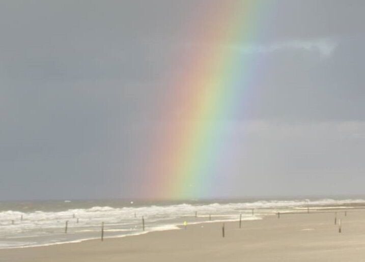 Arkan Sonney Fairy Pig