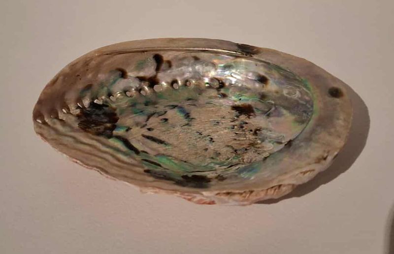 Abalone Muschel zum Raeuchern 12 cm