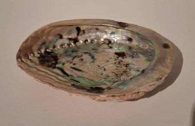 Abalone Muschel zum Raeuchern 12 cm