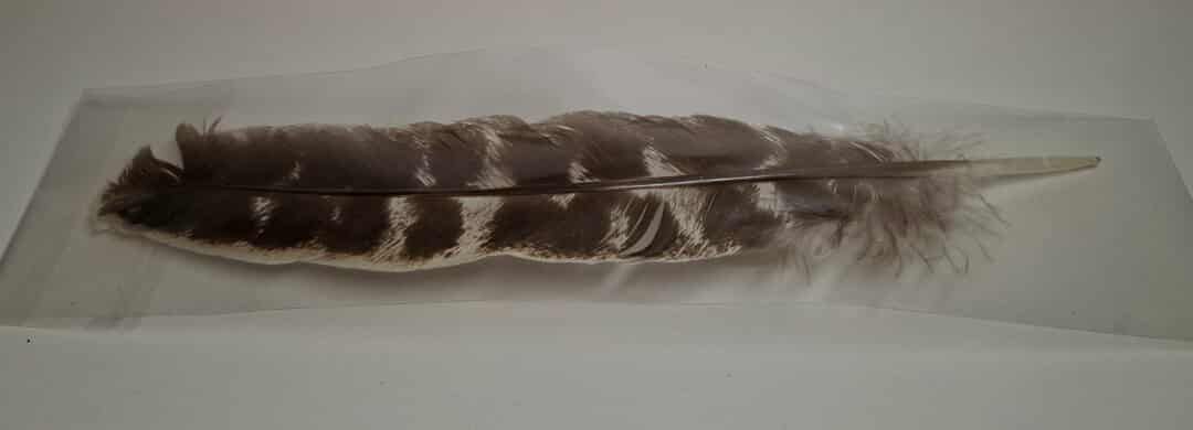 Truthahn Feder zum Raeuchern 26 cm