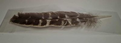 Truthahn Feder zum Raeuchern 26 cm