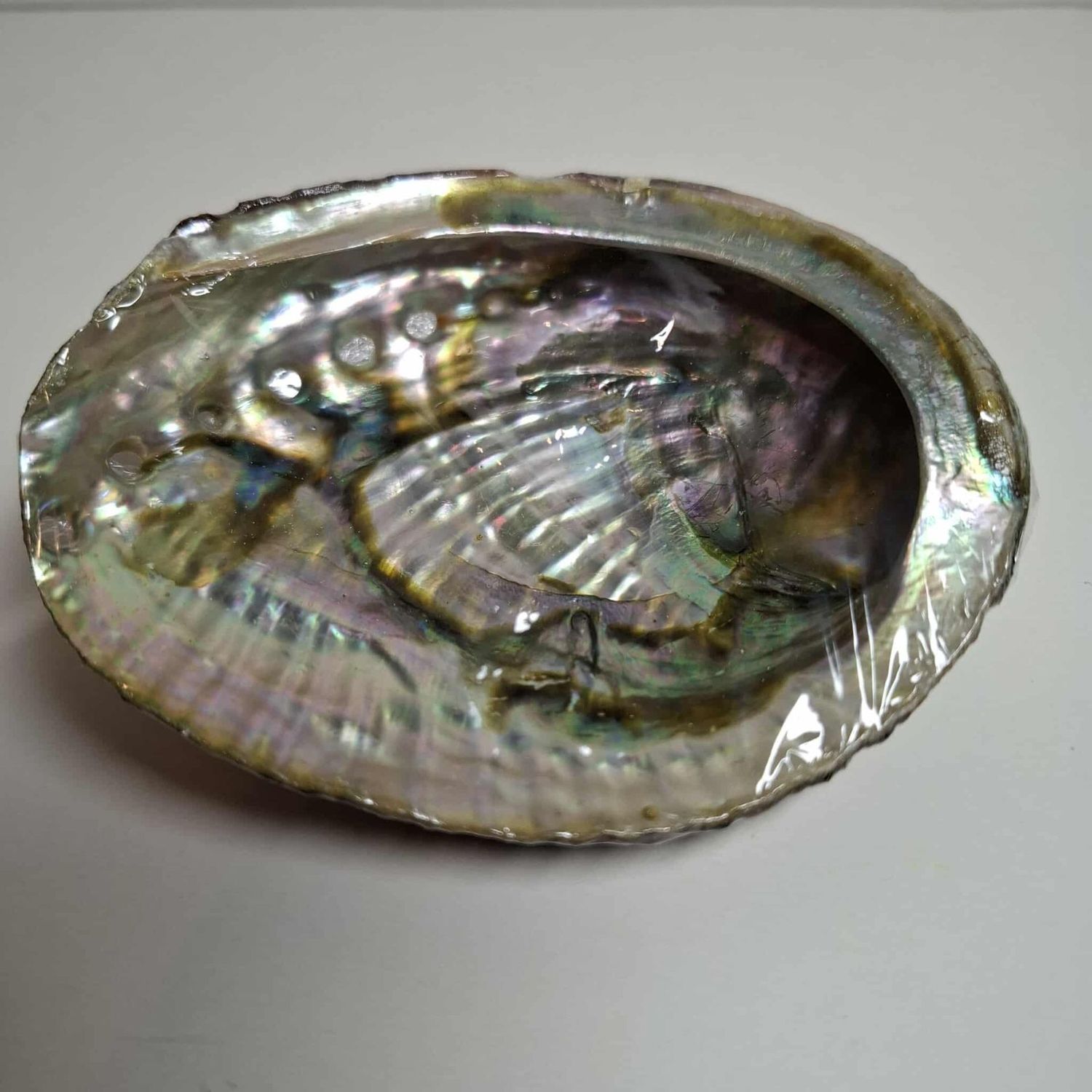 Abalone Muschel zum Raeuchern 14 cm