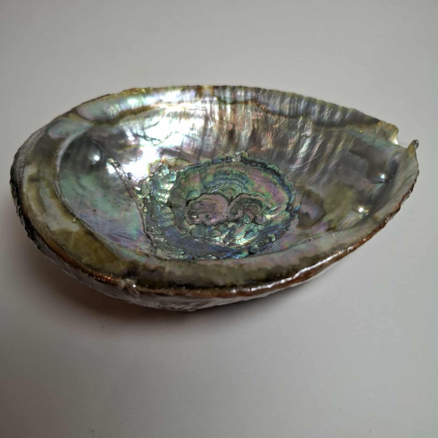 Abalone Muschel zum Raeuchern 10 cm