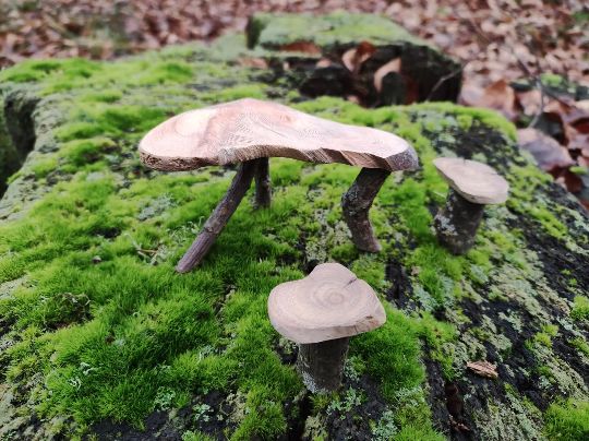Miniatur Tisch aus Treibholz mit zwei kleinen Holzhockern, dekoriert im Wald an einem moosbewachsenen Baum.